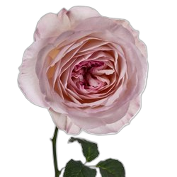 Rose Water